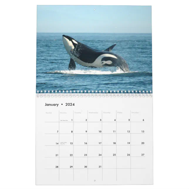 Orcas 2012 Calendar Zazzle