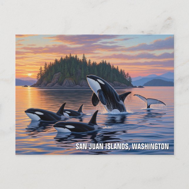 Orcas in Washington san juan islands travel Postcard (Front)