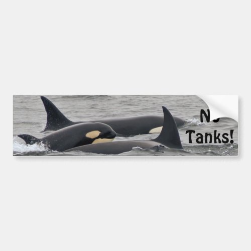 Orcas No Tanks Bumper Sticker