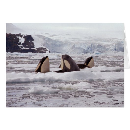 Orcas Spyhopping Card (Front Horizontal)