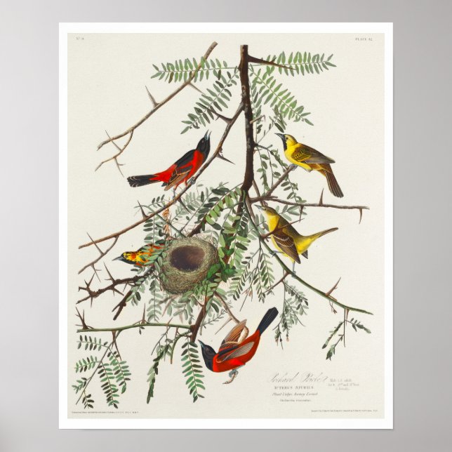 Orchard Oriole by Audubon Poster (Front)