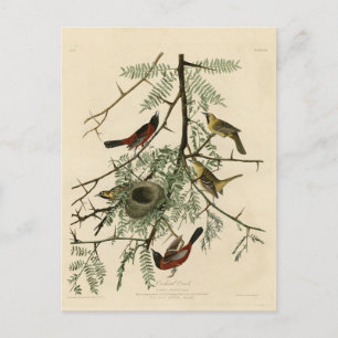 Orchard Oriole from Audubon's Birds of America Postcard