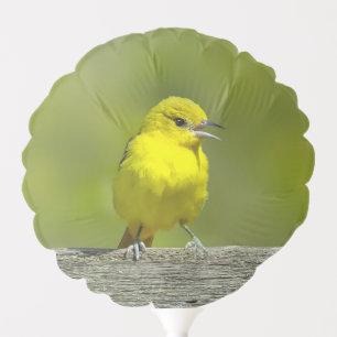Orchard Oriole - Original Photograph Balloon
