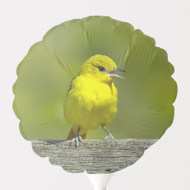 Orchard Oriole - Original Photograph Balloon (Front)