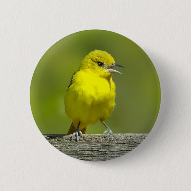 Orchard Oriole - Original Photograph Button (Front)