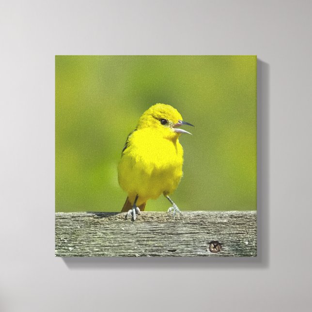 Orchard Oriole - Original Photograph Canvas Print (Front)
