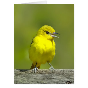 Orchard Oriole - Original Photograph Card