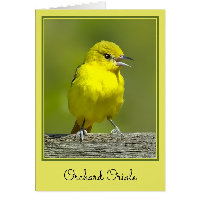 Orchard Oriole - Original Photograph Cards (Front)