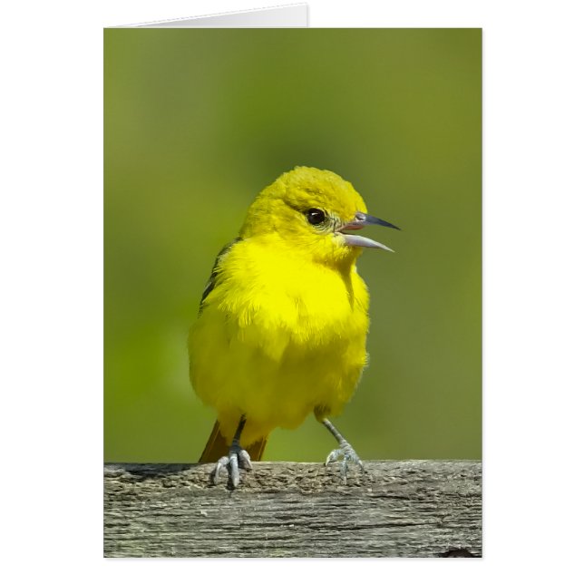 Orchard Oriole - Original Photograph Cards (Front)