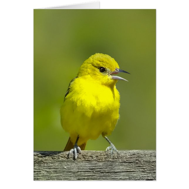 Orchard Oriole - Original Photograph Cards (Front)