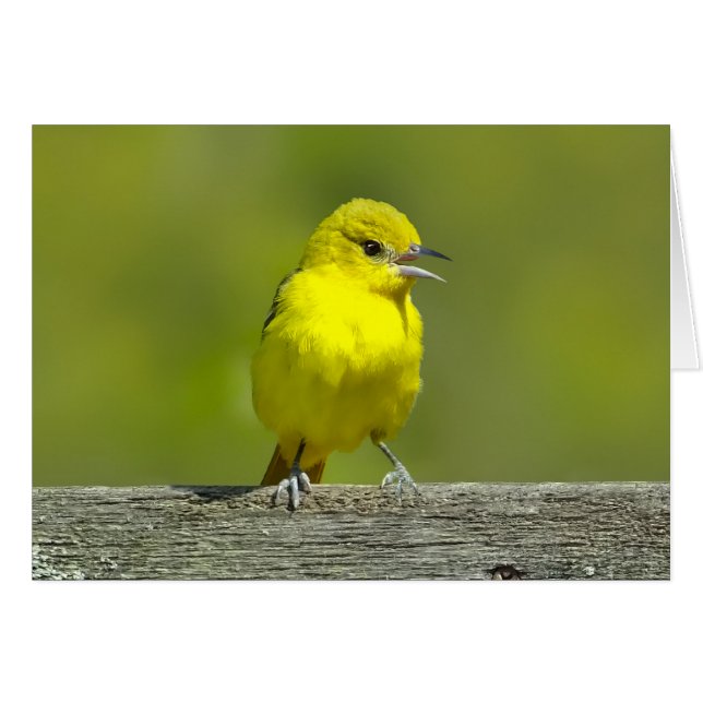 Orchard Oriole - Original Photograph Cards (Front Horizontal)