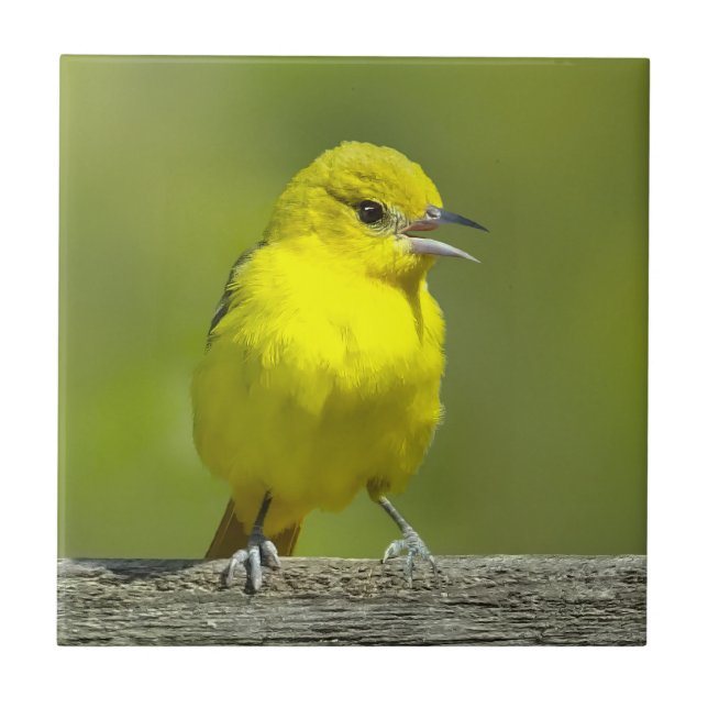Orchard Oriole - Original Photograph Ceramic Tile (Front)