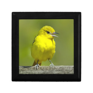 Orchard Oriole - Original Photograph Gift Box