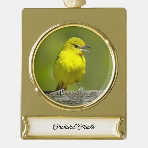 Orchard Oriole _ Original Photograph Gold Plated Banner Ornament