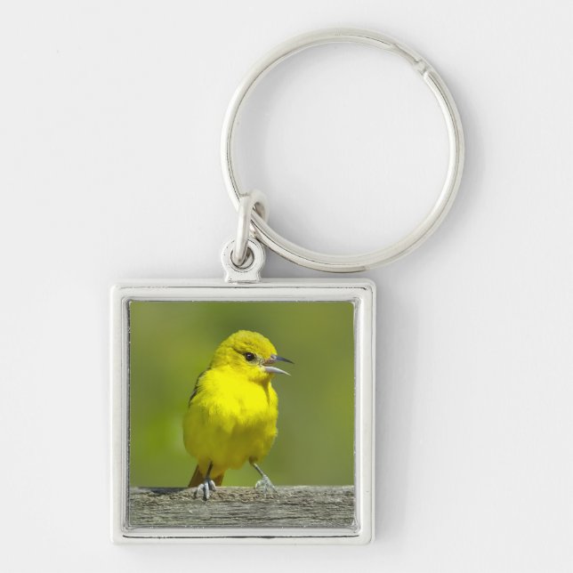 Orchard Oriole - Original Photograph Keychain (Front)