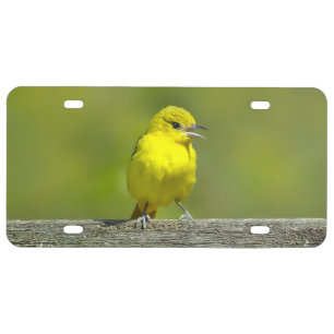 Orchard Oriole - Original Photograph License Plate