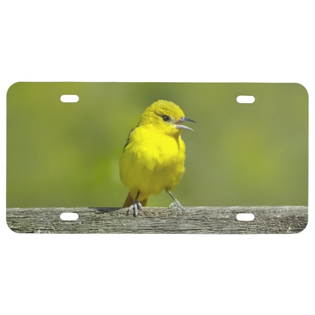 Orchard Oriole - Original Photograph License Plate (Front)