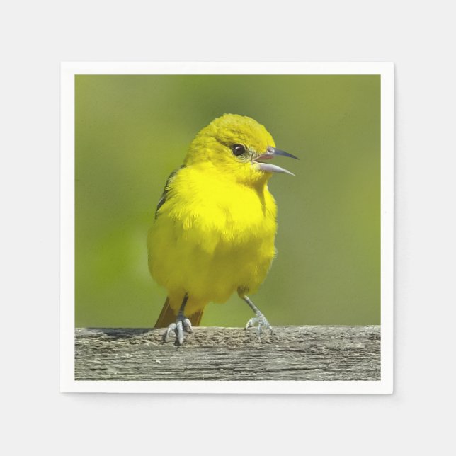 Orchard Oriole - Original Photograph Napkins (Front)