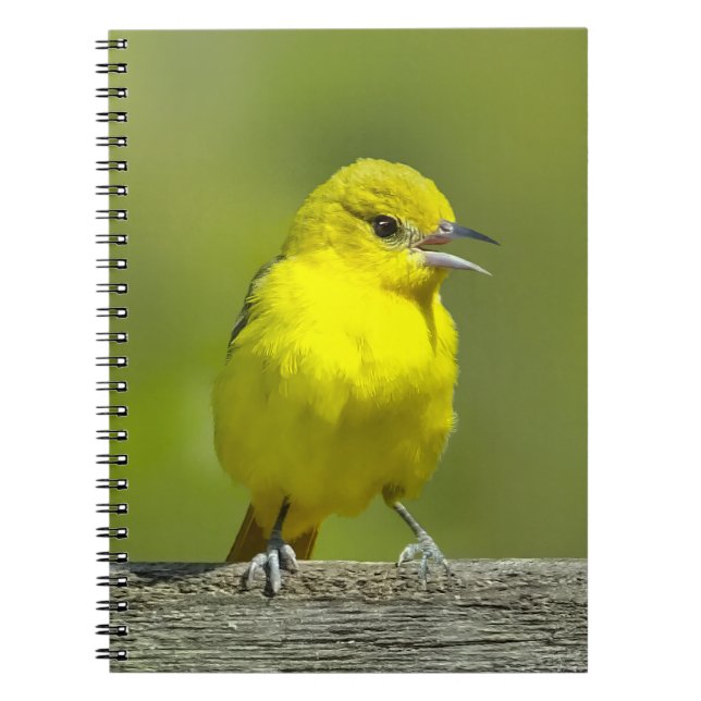Orchard Oriole - Original Photograph Notebook (Front)