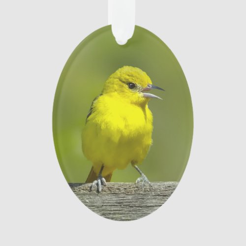 Orchard Oriole _ Original Photograph Ornament