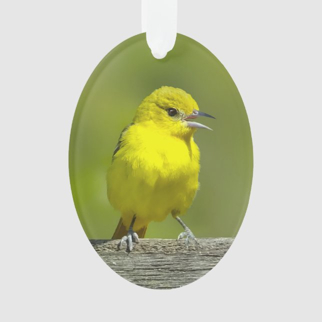 Orchard Oriole - Original Photograph Ornament (Front)