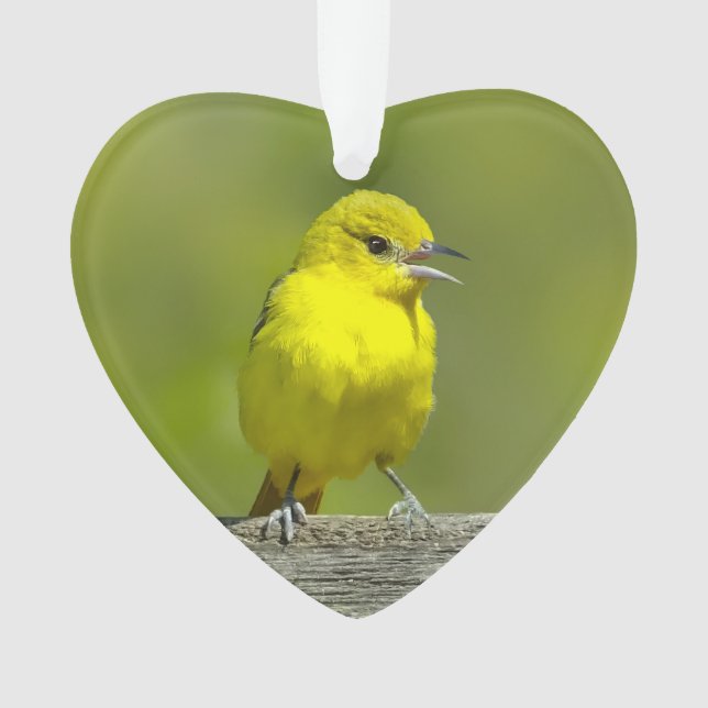 Orchard Oriole - Original Photograph Ornament (Front)