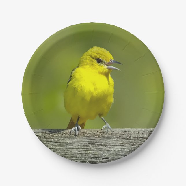 Orchard Oriole - Original Photograph Paper Plates (Front)