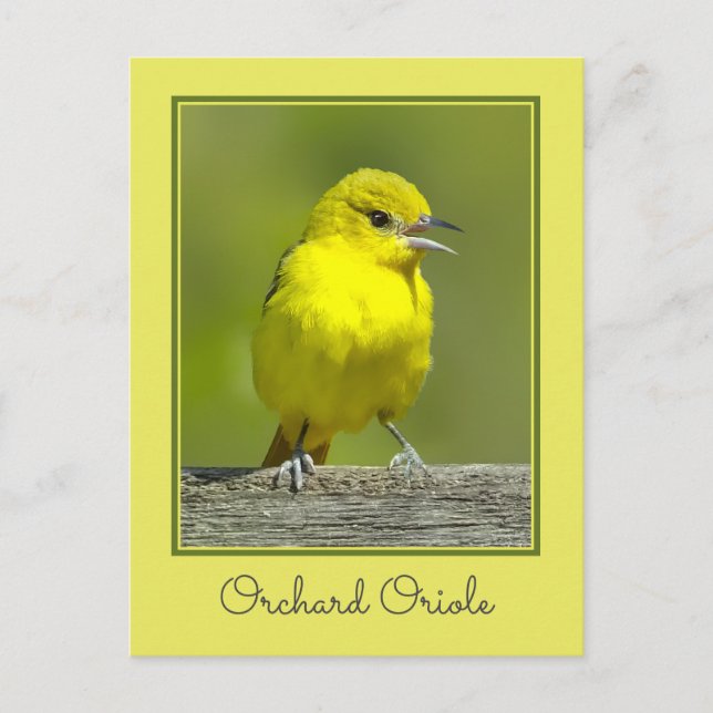 Orchard Oriole - Original Photograph Postcard (Front)