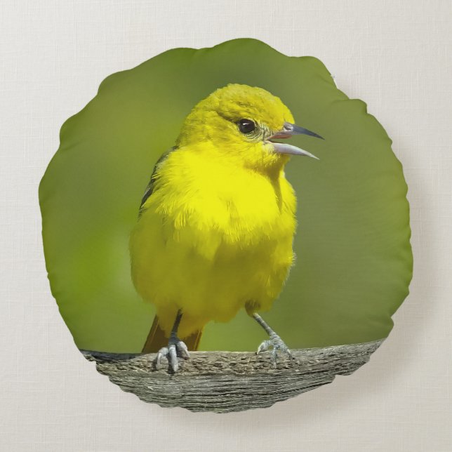 Orchard Oriole - Original Photograph Round Pillow (Back)
