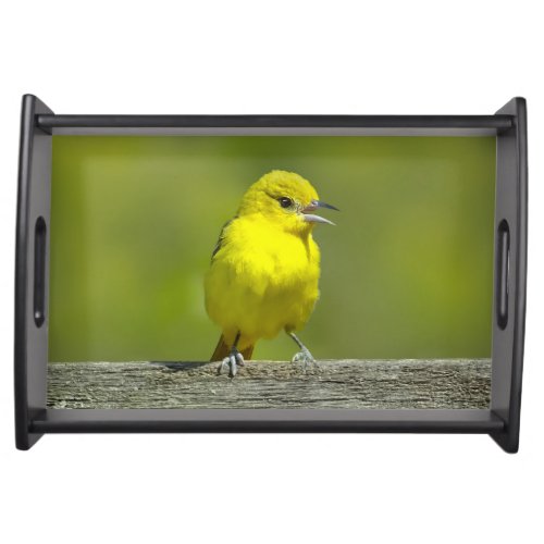 Orchard Oriole _ Original Photograph Serving Tray
