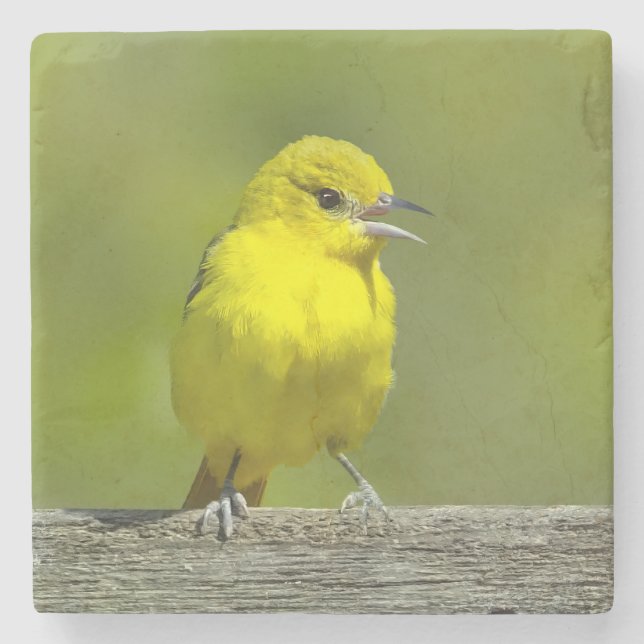 Orchard Oriole - Original Photograph Stone Coaster (Front)
