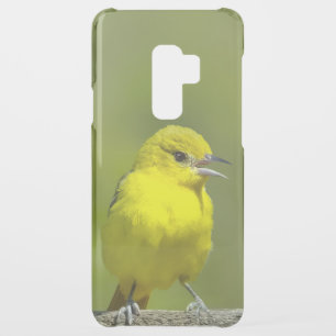 Orchard Oriole - Original Photograph Uncommon Samsung Galaxy S9 Plus Case