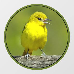 Orchard Oriole - Original Photograph Window Cling