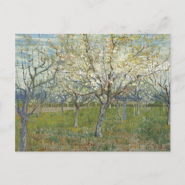 Orchard with Blossoming Apricot Trees - Van Gogh P Postcard (Front)