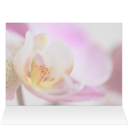 Orchid (Inside Horizontal (Top))