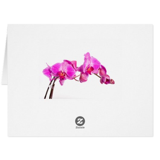 Orchid (Back Horizontal)