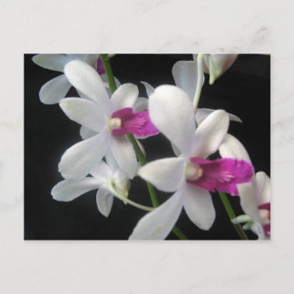 Orchid 1 postcard