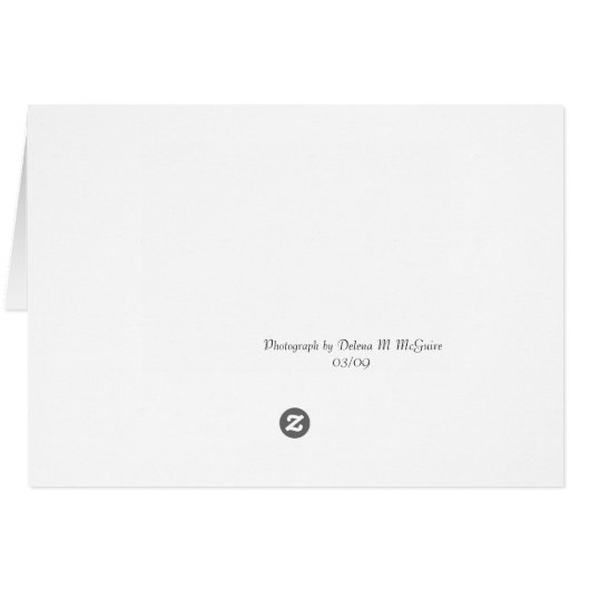 orchid 2 (Back Horizontal)