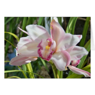 orchid 2 cards