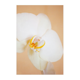 Orchid 8930 acrylic print