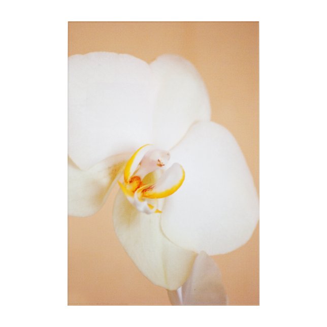 Orchid 8930 acrylic print (Front)