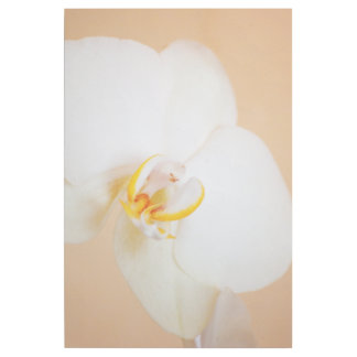 Orchid 8930 gallery wrap