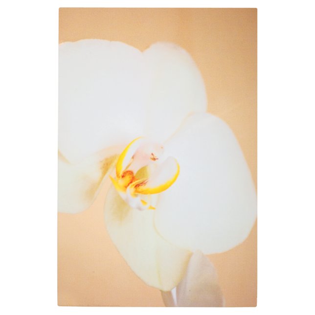 Orchid 8930 metal print (Front)