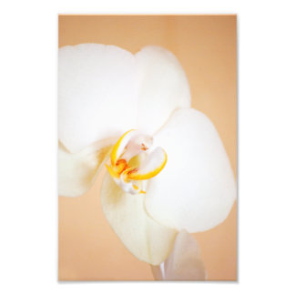 Orchid 8930 photo print