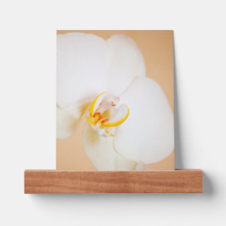Orchid 8930 picture ledge