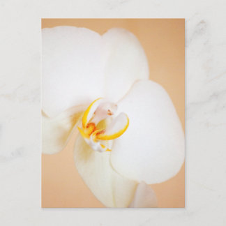Orchid 8930 postcard