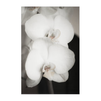 Orchid 8931 acrylic print