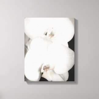 Orchid 8931 canvas print