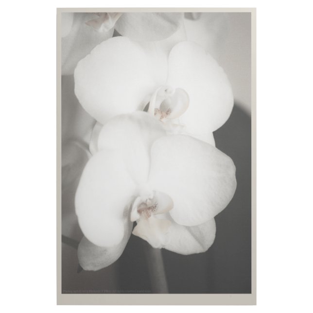 Orchid 8931 gallery wrap (Front)
