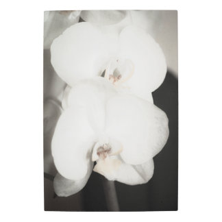 Orchid 8931 metal print